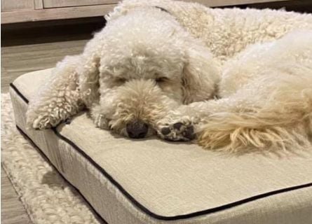 Colchón espuma para perro