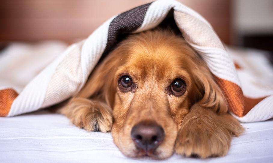 ¿Es necesario comprar una cama para perros?
