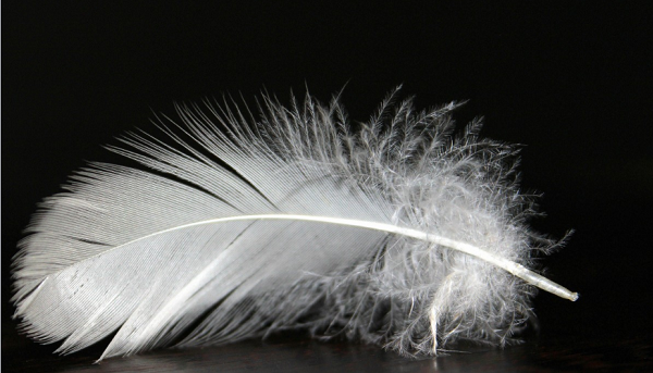 relleno para cojines con plumas relleno para cojines con plumas