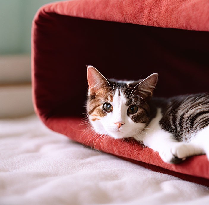 Gato en cama para gatos roja