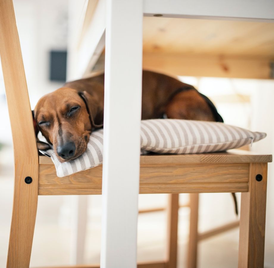 Un perro dormido en una funda para silla de comedor