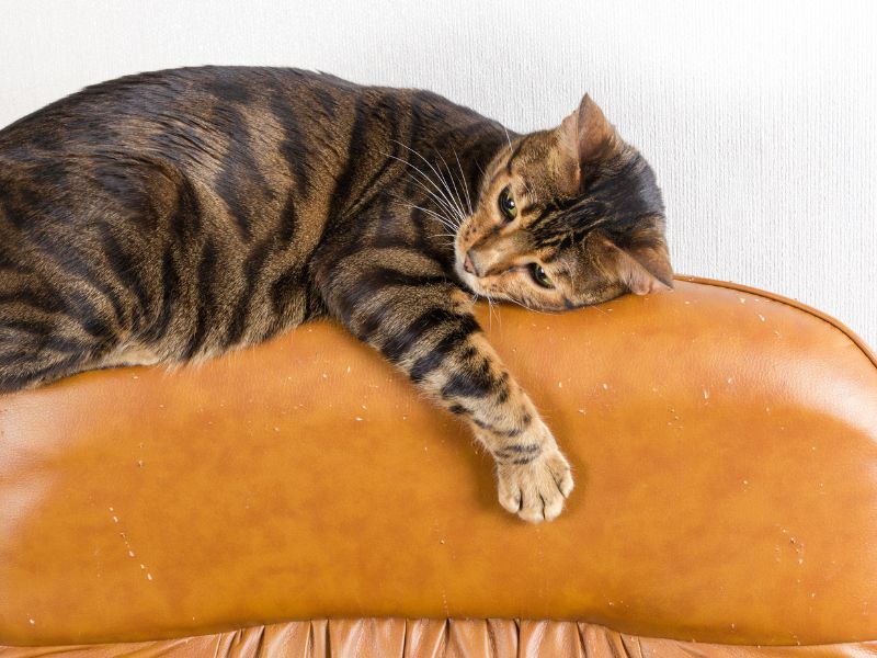 Un gato sobre sofá de polipiel, una muy buena tela para gatos.