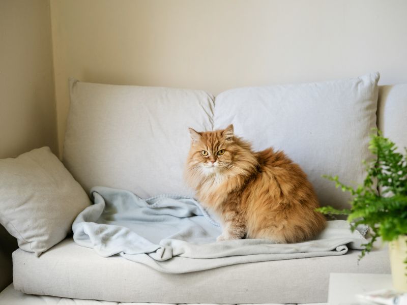 Un gato sobre sofá de loneta.