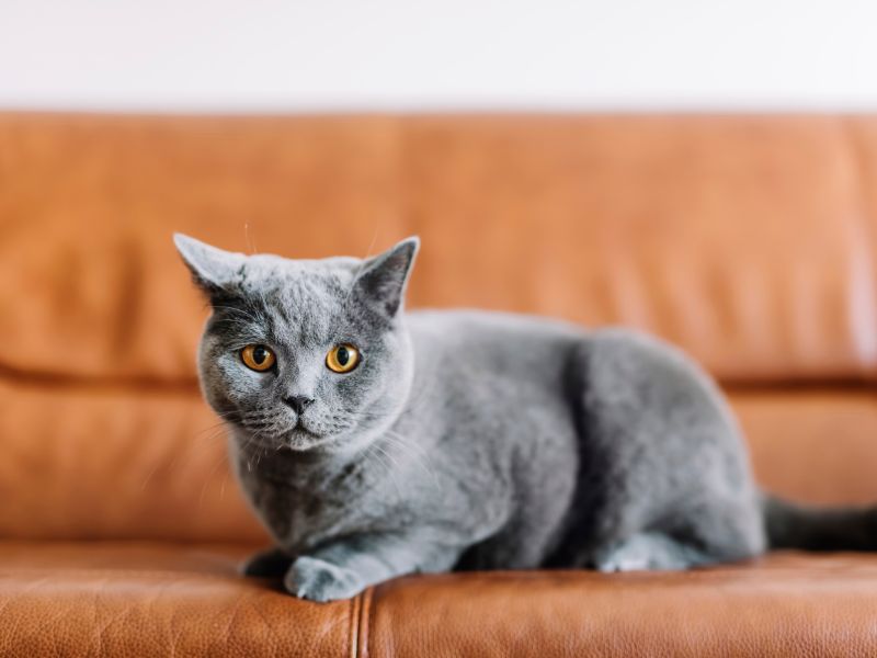 Un gato sobre sofá de polipiel.